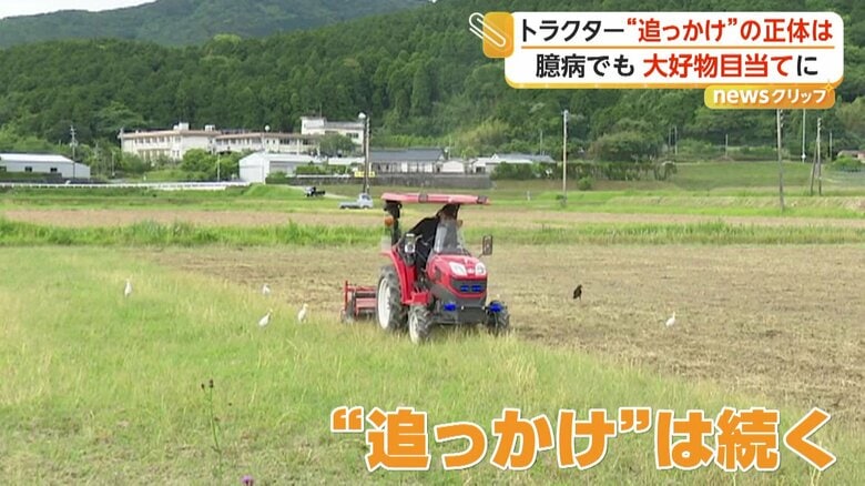 トラクターの“追っかけ”を続けるシラサギの集団