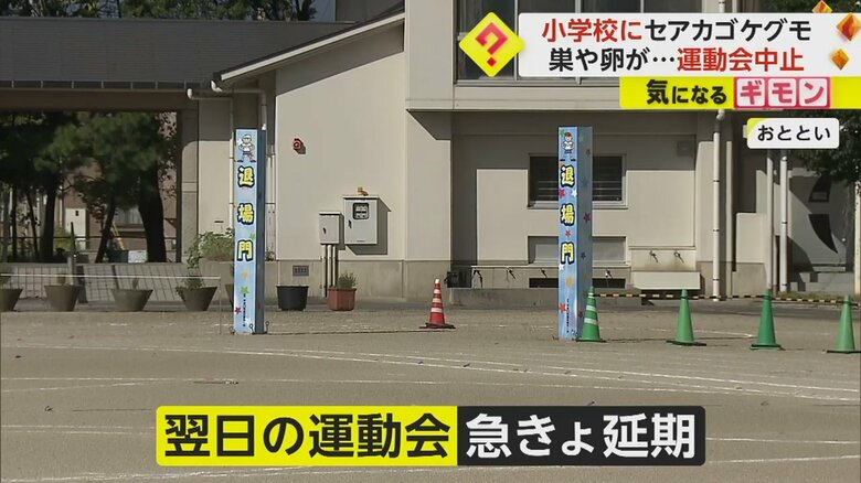 セアカゴケグモがが発見された小学校は、予定されていた運動会を急きょ中止
