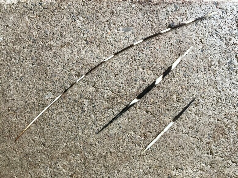 長く細いのが背中の方の軟らかめの毛。太く短いのが尾周辺の刺さる毛（提供：東武動物公園）