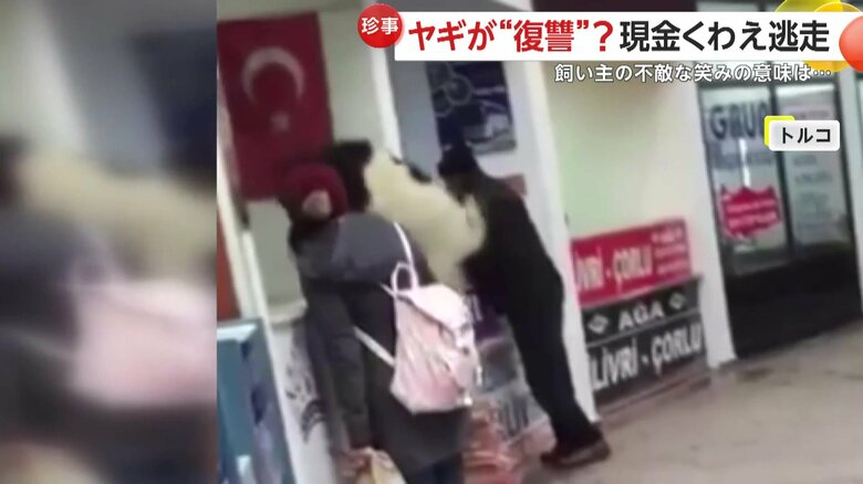 カウンター内へ入り、顔を動かして何かを探すような仕草を見せ始めるヤギ