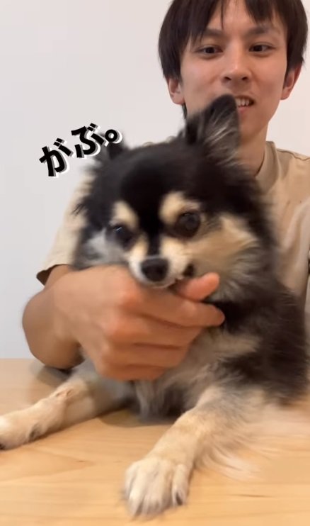 「お手・おかわり」につづいて「がぶ」と噛んじゃう“一発芸”