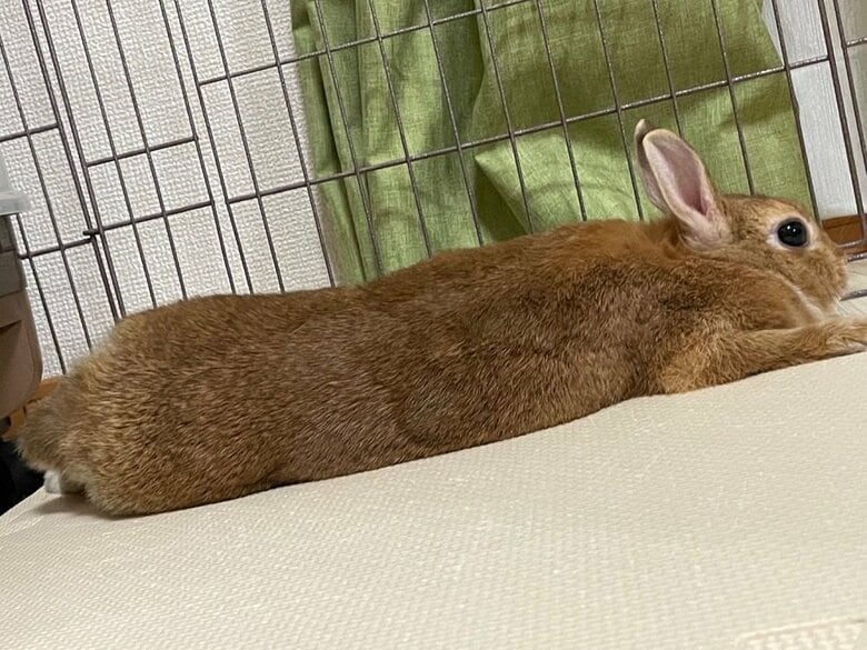 うつ伏せのむぎちゃん　長い…