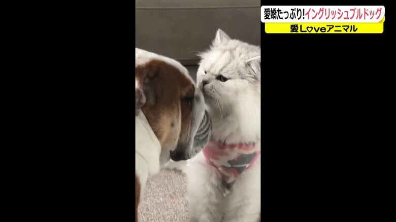 ダルマくんを毛繕いする保護猫のおみくん