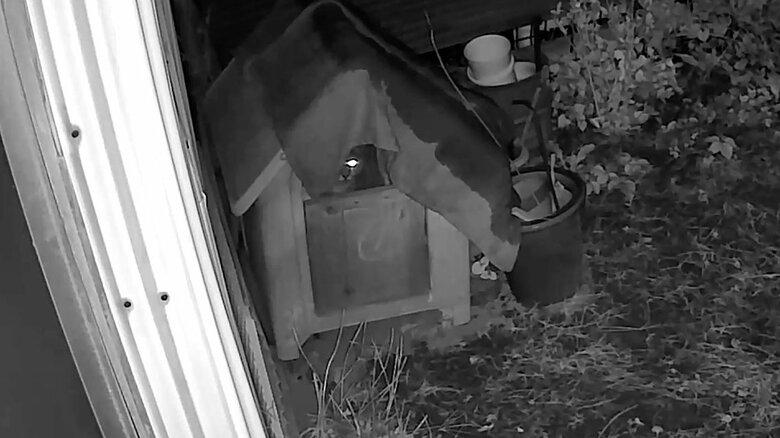 犬小屋にいるゴン蔵くん。眼光がすごい