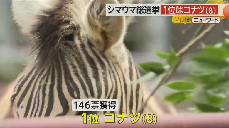 「シマウマ総選挙」で146票を獲得したメスのコナツ