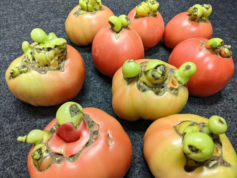 さまざまな大きさ・形で出てくる