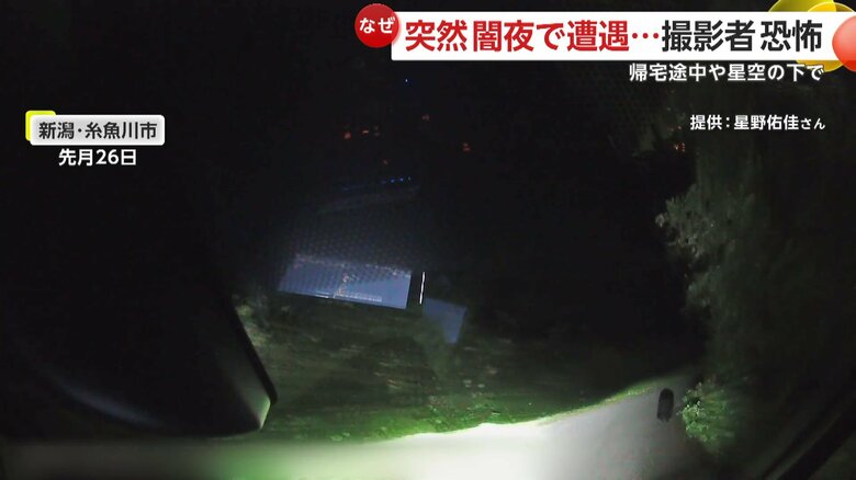 ヘッドライトに照らされたクマの姿（10月26日、新潟・糸魚川市）