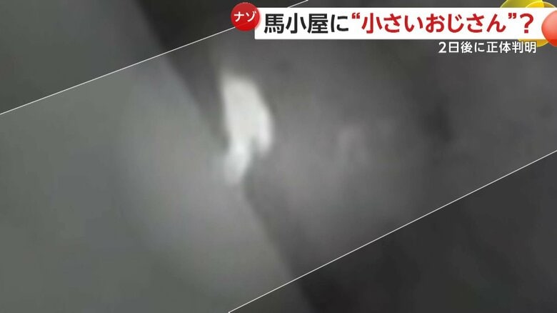 足のようなものが動く白い物体（提供：新冠橋本牧場）