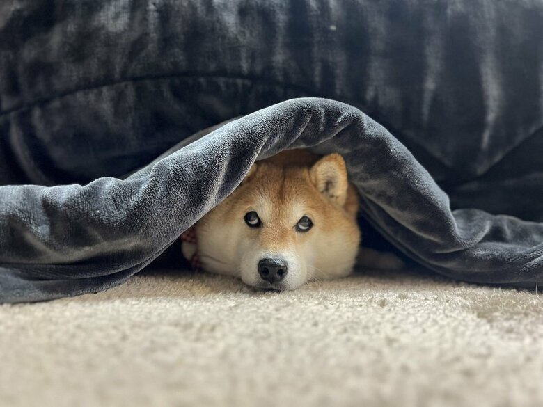 こたつの中からチラリ