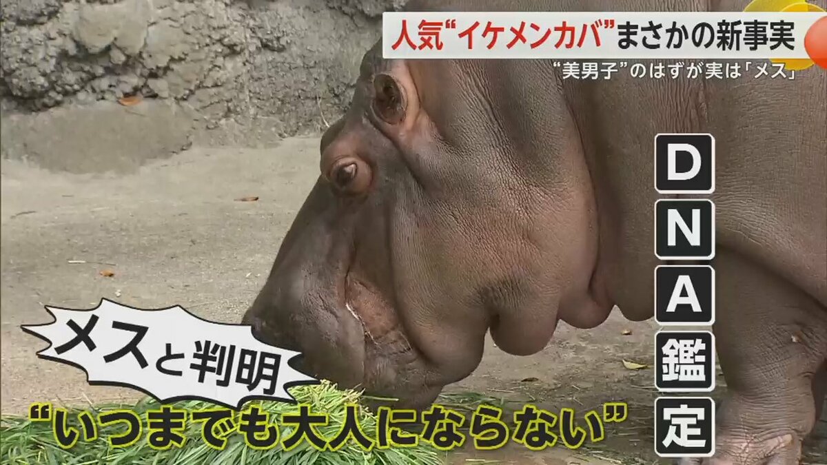 新事実】人気“イケメンカバ”実はメスだった…DNA鑑定で判明 全国の