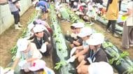 土や農作物に親しむ　園児と児童が一緒にサツマイモの苗植え