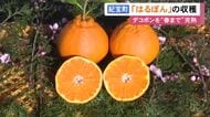 デコポンを木についたまま完熟…高級みかん『はるぽん』の収穫が最盛期 例年通り甘く濃厚な仕上がりに 三重県紀宝町
