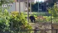 クマがまた来た「庭をうろうろ、餌を探しているような」爆竹鳴らすと走り去る　周辺で出没相次ぐ