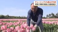 高嶺の花に？ チューリップにも値上げの波　背景に球根の高値と生産者減少
