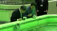 天皇皇后両陛下がマコガレイの稚魚に餌やり　車エビを「美味しそ…