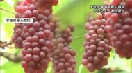 西日本有数の産地で“デラウェア”初出荷式　大分・宇佐市安心院町