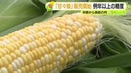 糖度が約20度　フルーツに匹敵する甘さが特徴のトウモロコシ　甘々娘を求めて早朝から長蛇の列