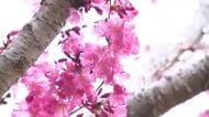 「幻の桜」ヤエヒガン、100年ぶりに富山で確認　夜桜見物には厚着と敷物を【ソラをライブ】