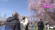 約1500本のサクラ咲く名所・霞城公園　“制限解除”でにぎわい　夜はライトアップで幻想的な雰囲気に【山形発】
