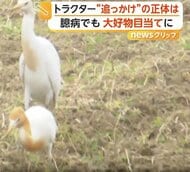 警戒心強い鳥なのに…トラクターを必死に追うシラサギ　掘り起こされる季節限定のごちそう“カエルやミミズ”狙って出没　長崎・五島市