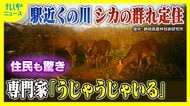 駅に近い河川敷に「うじゃうじゃいる」シカの大群　なぜ生息？専門家「エサもあって隠れられる」シカにとって好条件そろう