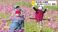 地元グループが育てたコスモス見ごろ 宮崎県日南市