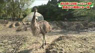 地元の新たな名物に…エミューを飼育 エサはスーパーの廃棄物で食品ロス削減にも貢献<福島県須賀川市>