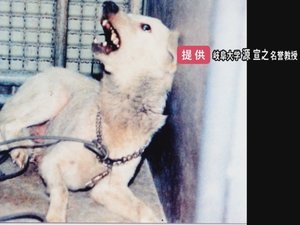 神経が侵され“痙攣や興奮状態”に…致死率ほぼ100%の“狂犬病感染者”を14年ぶりに確認 世界では今も蔓延
