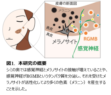 ポーラ化成工業と東京大学の共同論文が学術誌「Cell Reports」に掲載