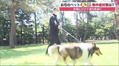 猛暑続き「ペット熱中症」にも要注意!緊急時の対処法&冷感ウェアも登場【北海道発】