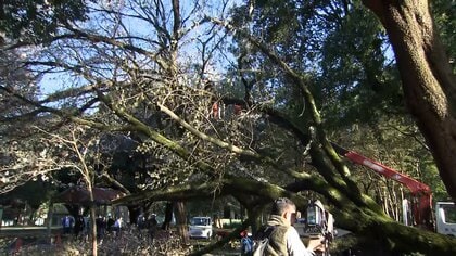 東京・世田谷の砧公園でまた倒木　桜の木が根元から折れ通路ふさぐ　けが人なし　3月に2日連続で倒木被害