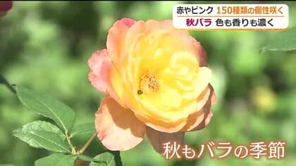 秋風に乗る甘い香り　坂井市「ゆりの里公園」で秋バラ咲き始め　昼夜の寒暖差で色彩はっきり美しく
