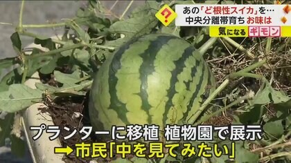 “虎党”は「排ガス吸って美味しかった」 中央分離帯で育ったスイカをみんなで実食　大阪市で“ど根性スイカを切ってみる会”を開催