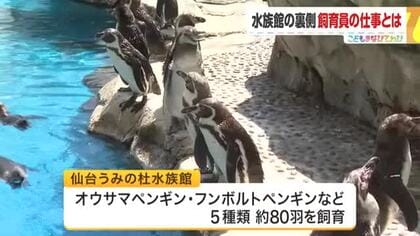 水族館の裏側に密着　約３００種類、５万点の生き物たちを支える飼育員たちの普段は見えない仕事〈仙台市〉