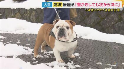 イヌは雪でも元気に散歩も、ネコは雪をさけ...居座る寒波　近畿北部では各地で積雪　明日=22日は京阪神の都市部でも積雪の可能性