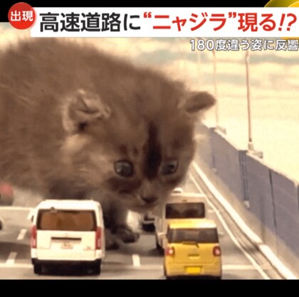 「レインボーブリッジを封鎖しろ！」“高速道路”にゴジラならぬ“ニャジラ”現る！「かわいすぎる！」生後約1カ月子ネコの成長記録が話題