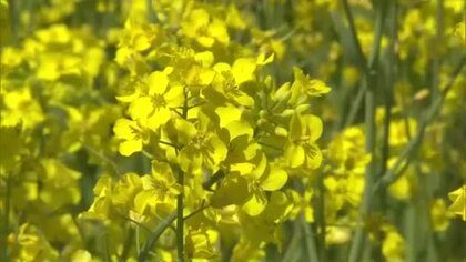 奈義町で菜の花が見頃　那岐連山の麓に広がる“黄色いじゅうたん”と満開の八重桜が鮮やかに競演【岡山】