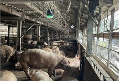 豚の“咳の音”をAIで検知し健康管理!? 養豚場で日本初導入のシステムの実証実験…効果を聞いた