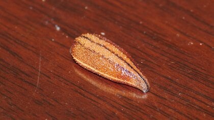 野外で忍び寄る「ヤマビル」に注意！人の気配を察知してこっそり吸血…気づいたら“血だらけ”を防ぐ対策と処置方法｜FNNプライムオンライン