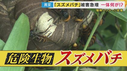「感電したように痛い…」スズメバチ被害　例年秋に増加も…“暑すぎる夏・早い梅雨明け”が原因で前倒しで多発
