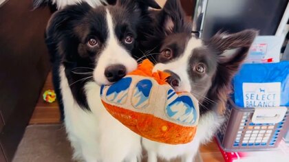 一緒におもちゃをくわえてくる犬2匹が可愛い…仲良しぶりを飼い主に聞いてみた