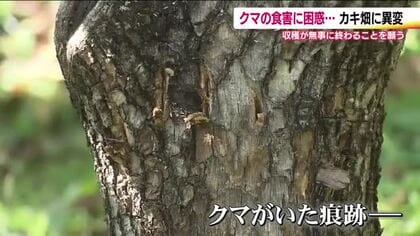 柿の木に熊の爪痕　あんぽ柿の収穫前にクマ被害　イチョウ並木のライトアップは中止に　目撃件数は過去最多