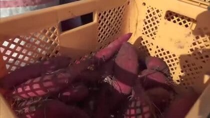 病気なくおいしい甘藷（かんしょ）に　貯蔵用甘藷の収穫
