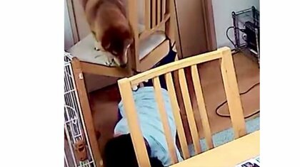 椅子から降りられない柴犬を6歳男児が“踏み台”になってレスキュー! ペットカメラが捉えた「優しい世界」