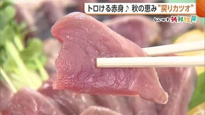 味わえるのは今だけ！脂がたっぷりのった“戻りカツオ”「うまみとコクが最大の特長」新潟