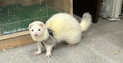 落としものはフェレット？　公園の“ごみ捨て場”で...今は爬虫類店の人気者に