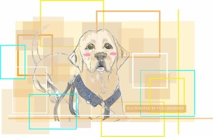 無症状感染者も嗅ぎ分け、的中率95％！“落ちこぼれ訓練生”が全米初のスター・コロナ探知犬に　