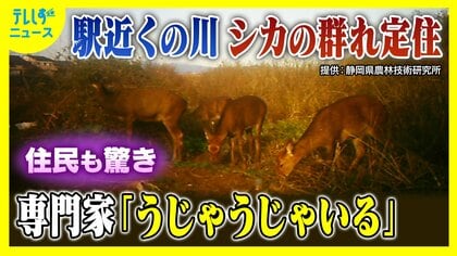 駅に近い河川敷に「うじゃうじゃいる」シカの大群　なぜ生息？専門家「エサもあって隠れられる」シカにとって好条件そろう
