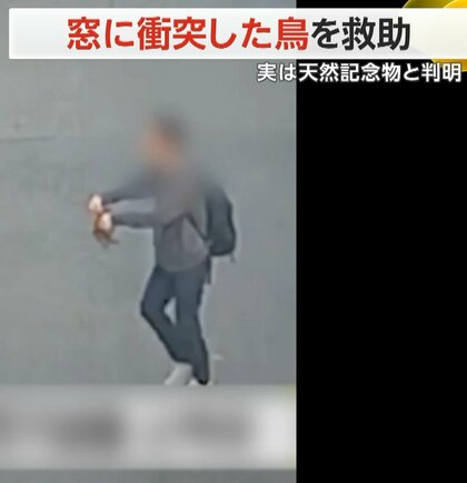 窓に“衝突”…歩道に落下した鳥　バスの下敷き寸前に…心優しい人が救い上げる　実は“天然記念物”と判明　韓国