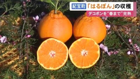 デコポンを木についたまま完熟…高級みかん『はるぽん』の収穫が最盛期 例年通り甘く濃厚な仕上がりに 三重県紀宝町